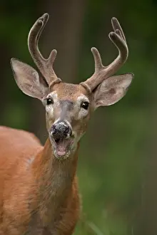 Shock: White-tailed Deer / Whitetail eating apple New York, USA