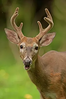 Whitetail: White-tailed Deer / Whitetail New York, USA