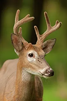 Whitetail: White-tailed Deer / Whitetail New York, USA