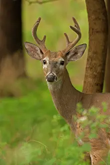 Whitetail: White-tailed Deer / Whitetail New York, USA