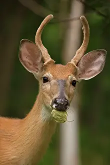 Whitetail: White-tailed Deer / Whitetail New York, USA