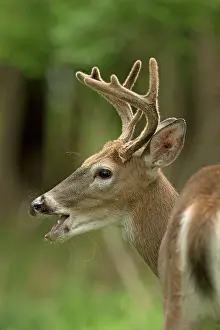 Whitetail: White-tailed Deer / Whitetail New York, USA