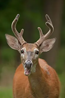 Whitetail: White-tailed Deer / Whitetail New York, USA