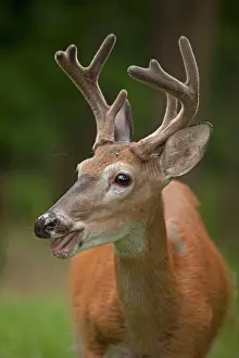Whitetail: White-tailed Deer / Whitetail New York, USA