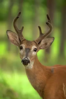 Whitetail: White-tailed Deer / Whitetail New York, USA