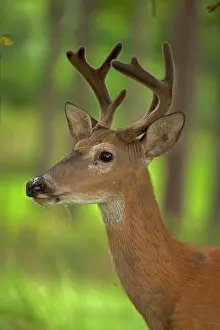 Whitetail: White-tailed Deer / Whitetail New York, USA