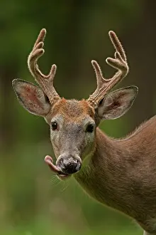 White-tailed Deer / Whitetail New York, USA