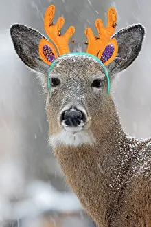 Whitetail: White-tailed Deer / Whitetail, wearing antler headband