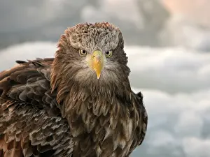 Rausu: White-tailed Eagle