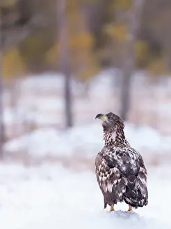 V Sterbottens: White-tailed Eagle