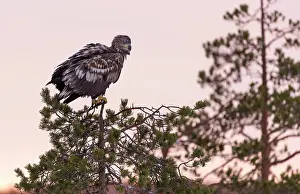 V Sterbottens: White-tailed Eagle