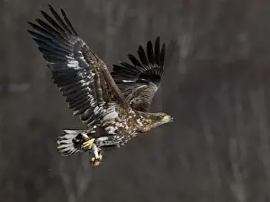Akan: White-tailed Eagle