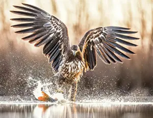 Bacs: White-Tailed Eagle