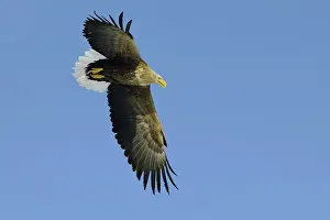 Erne: White-tailed Eagle