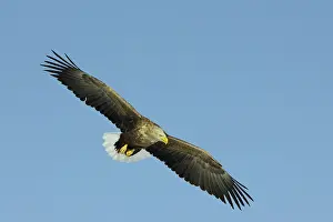 Erne: White-tailed Eagle