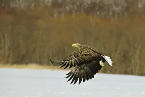 Erne: White-tailed Eagle