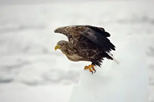 Erne: White-tailed Eagle