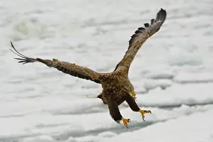 Swooping: White-tailed Eagle