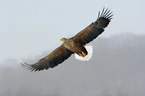 Erne: White-Tailed Eagle