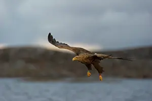 Flatanger: White-tailed Eagle