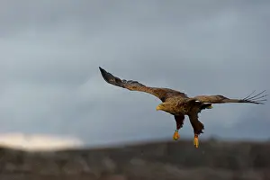 Flatanger: White-tailed Eagle