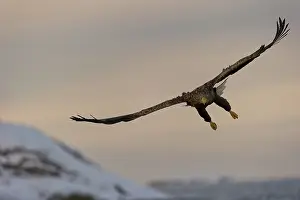 Flatanger: White-tailed Eagle