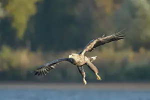 Descending: White-tailed Eagle