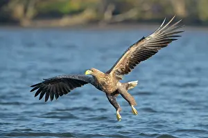 Oder: White-tailed Eagle