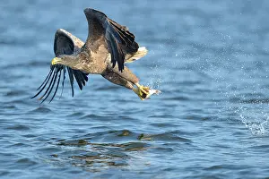 Oder: White-tailed Eagle