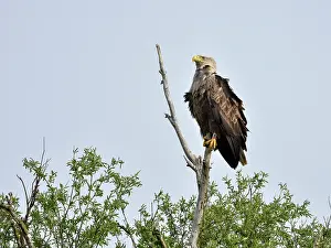 Ketelmeer: White-Tailed Eagle