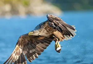 Haliaetus: White-tailed Eagle