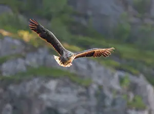 Haliaetus: White-tailed eagle