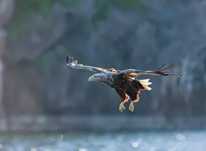 Haliaetus: White-tailed eagle