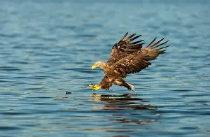 Trndelag: White-tailed eagle