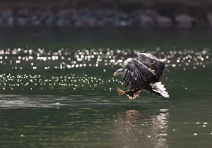 Trndelag: White-tailed eagle