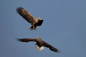 Oderdelta: White-Tailed Eagle