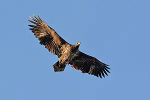 Roggebotzand: White-tailed Eagle