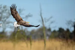 Stepnica: White-Tailed Eagle