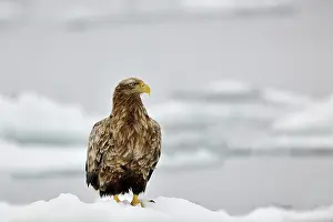 Rausu: White-tailed Eagle
