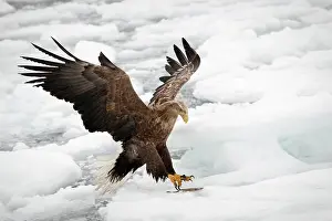 Spreaded: White-tailed Eagle