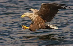 Trndelag: White-tailed Eagle