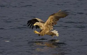 Trndelag: White-tailed Eagle