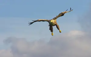 Trndelag: White-tailed Eagle