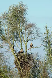 Kattegat: White-tailed Eagle