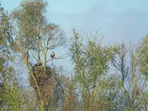 Kattegat: White-tailed Eagle