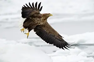 Scratching: White-tailed Eagle