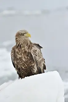Hokkaido: White-tailed Eagle