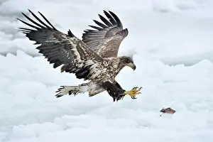 Hokkaido: White-tailed Eagle
