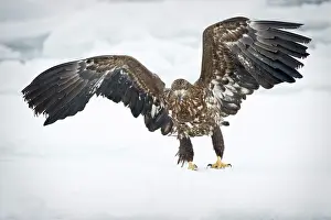 Hokkaido: White-tailed Eagle