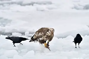 Pulling: White-tailed Eagle